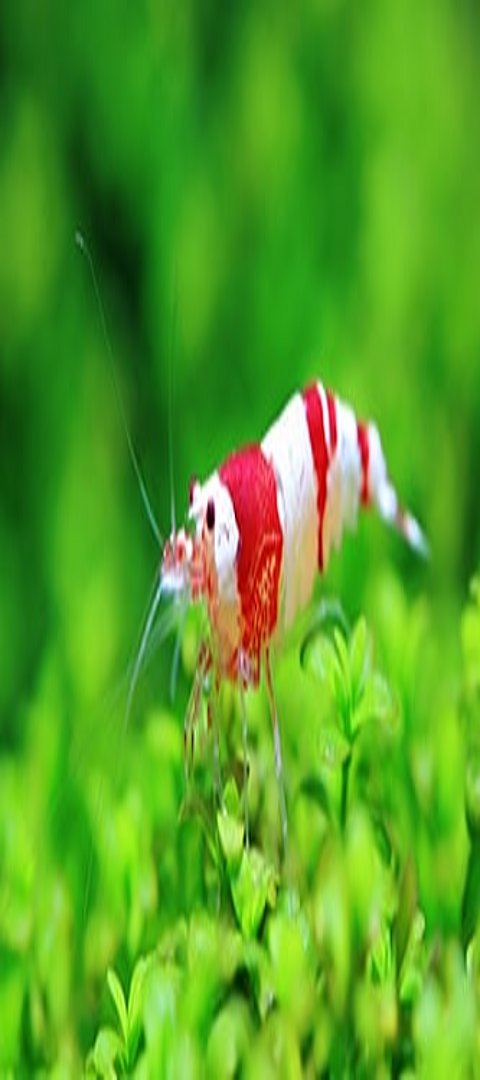 Garnele schwimmt im Wasser