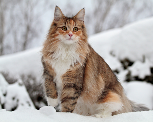 Eine Norwegische Waldkatze sitzt im Schnee